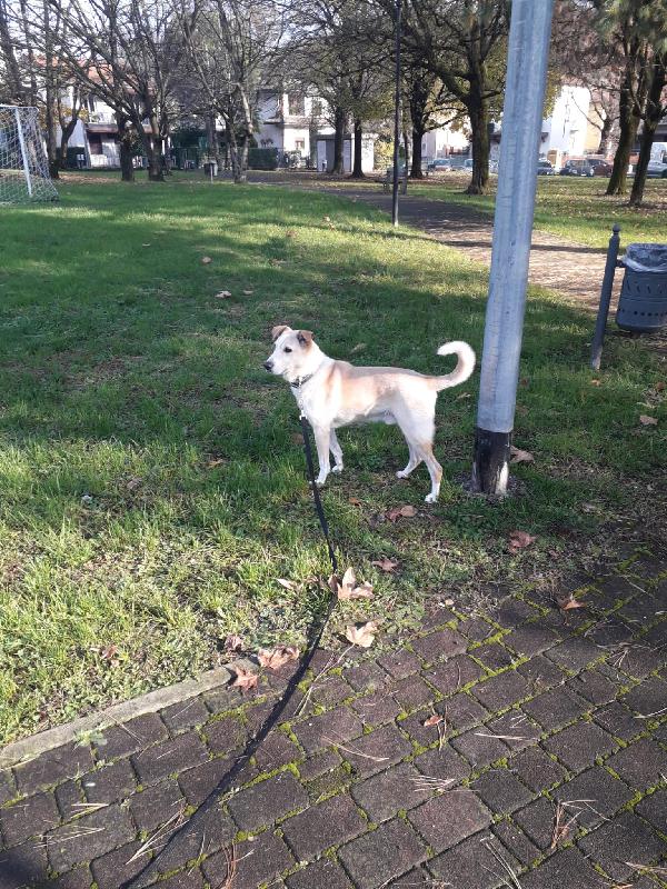 Charlie, tenero meticcio Foto 4